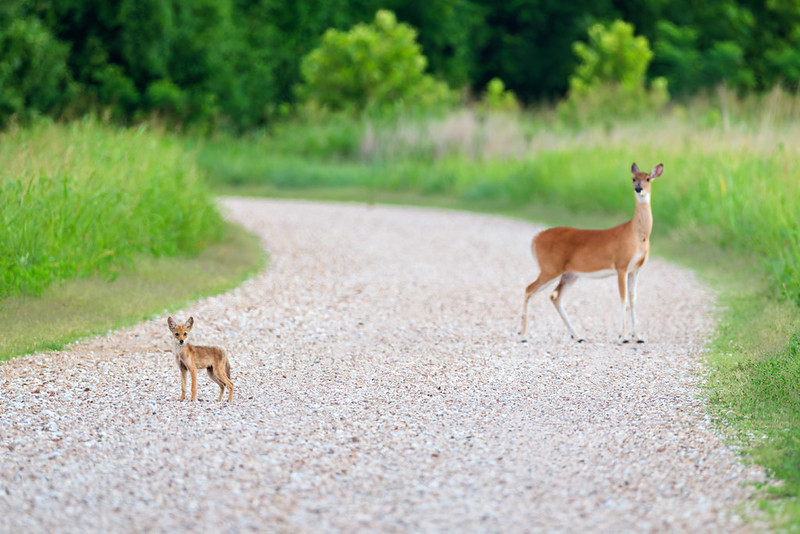 Baby coyote standing near a white-tailed doe on the auto tour road at Sequoyah National Wildlife Refuge.