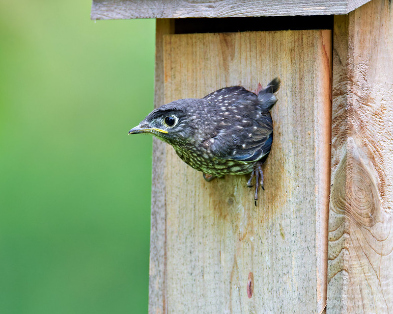 Baby bluebird fledging from a wooden birdhouse in my Arkansas yard.