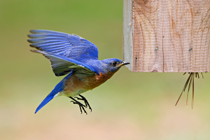 Adult bluebird pausing in midair beside the nest box corner