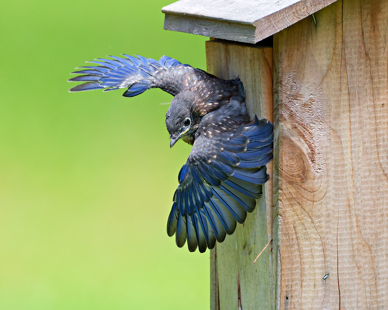 Eastern Bluebird fledgling spreading both wings while leaving a wooden birdhouse.