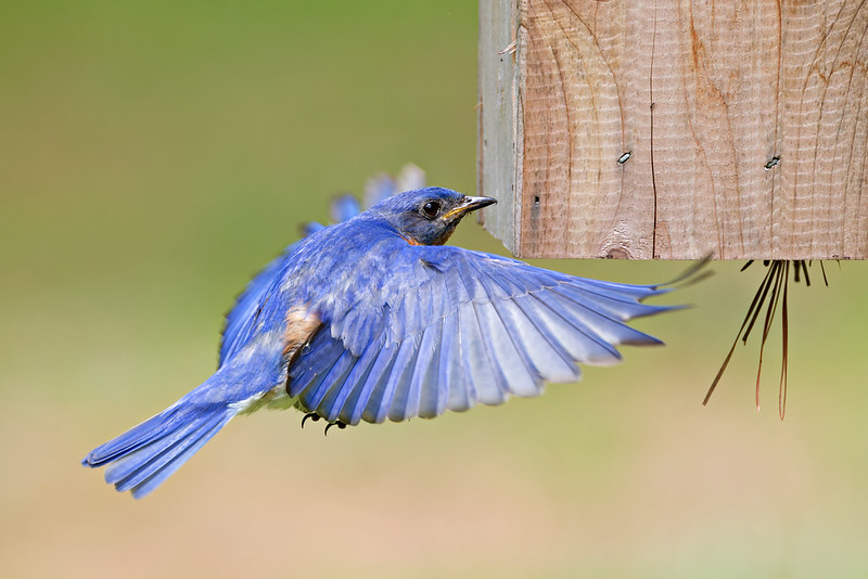 Adult bluebird hovering beside a nest box with wings spread wide
