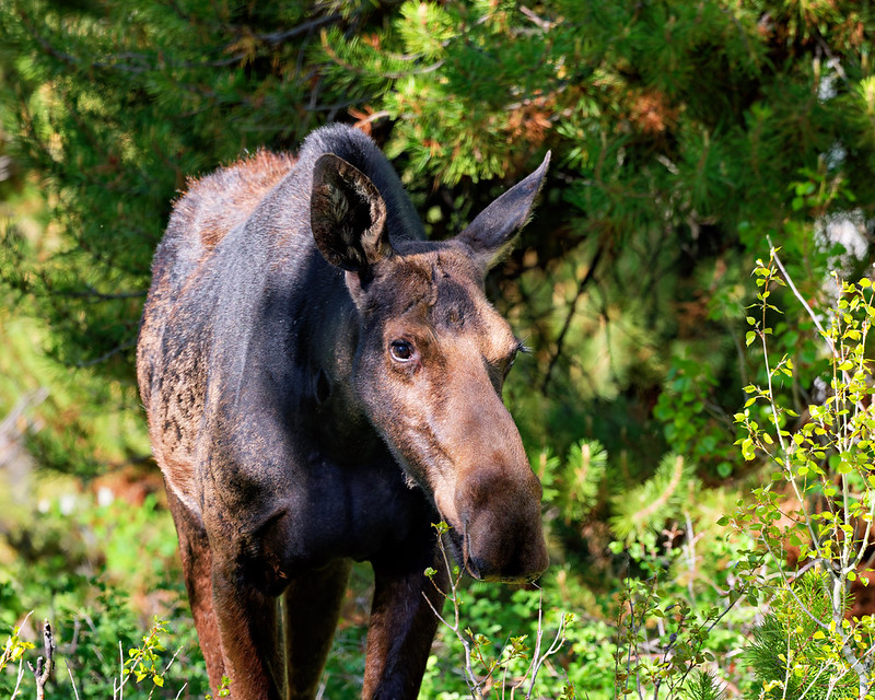 Female moose walking through sunlit brush near a mountain road in Utah