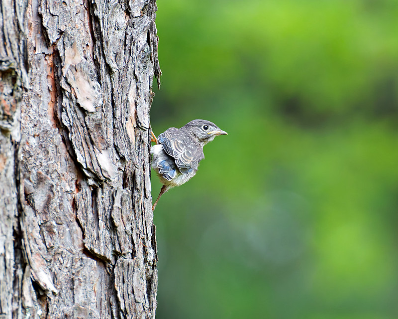 Young Eastern Bluebird perched on the side of a pine tree after leaving the birdhouse.