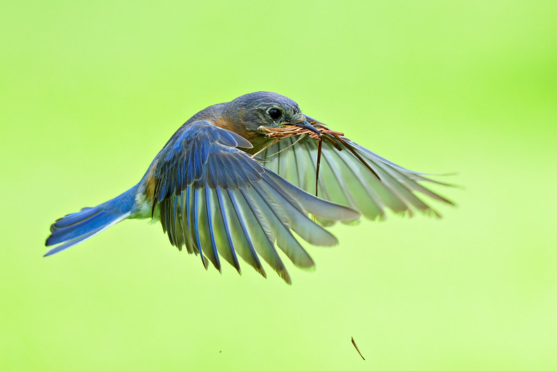 Female bluebird flying with pine needles held across her bill against a soft green background.