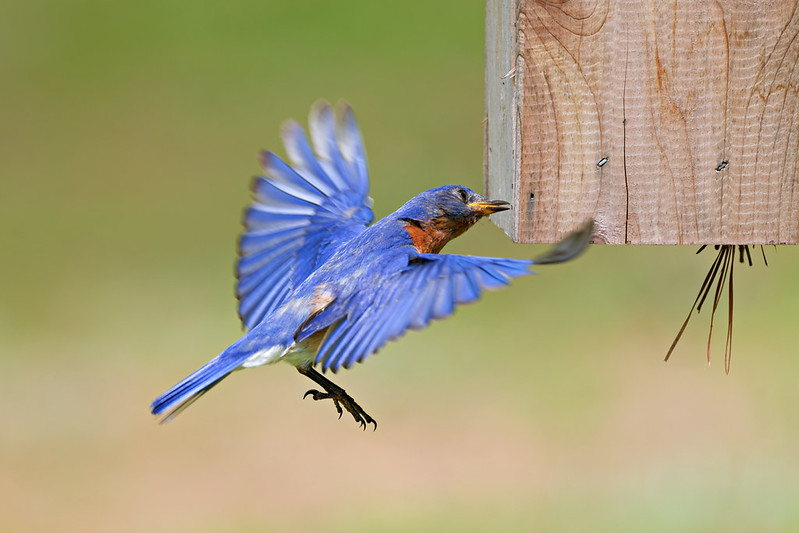 Eastern Bluebird removing ants from a wooden birdhouse corner in Arkansas