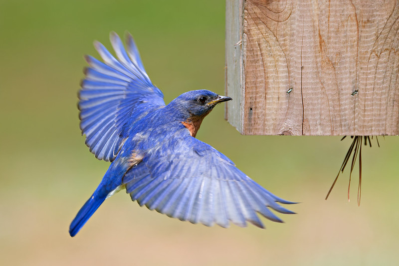 Bluebird spreading both wings near the lower corner of a wooden birdhouse