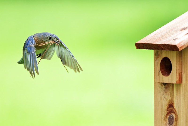 Female Eastern Bluebird carrying pine needles toward a wooden birdhouse in an Arkansas yard.