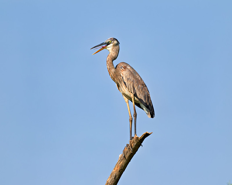 Great Blue Heron gular fluttering on a dead snag against a blue sky.