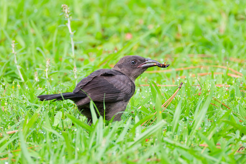 Juvenile Common Grackle carrying a beetle through the grass in an Arkansas backyard