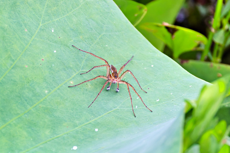 Male Six-spotted Fishing Spider resting on a leaf with enlarged pedipalps clearly visible.