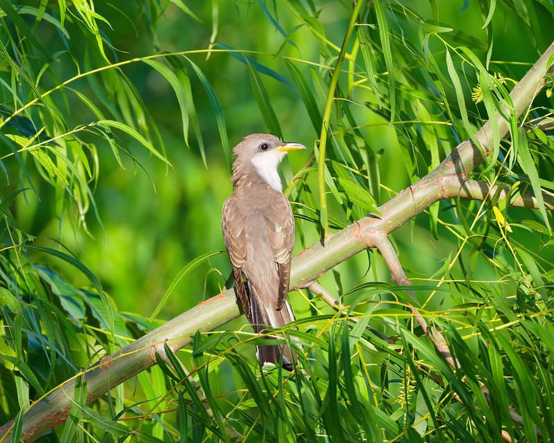 Rain Crow perched on a willow branch at Sequoyah National Wildlife Refuge