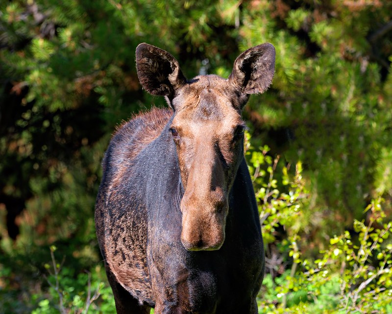 Utah cow moose facing the camera beside roadside brush in the Wasatch Mountains