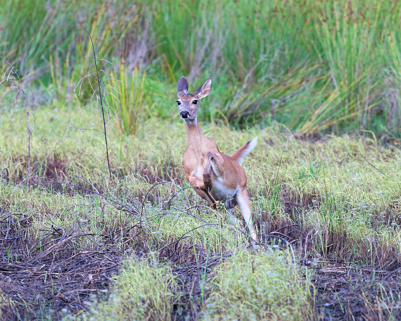 White-tailed doe running through brush at Sequoyah National Wildlife Refuge in Oklahoma.