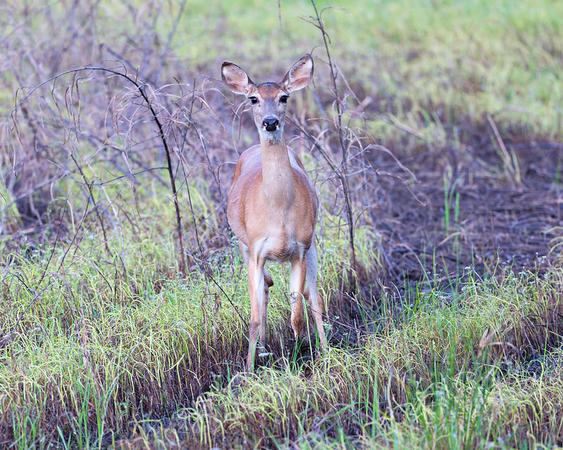White-tailed doe standing alert in brush after stopping near me at Sequoyah Refuge.