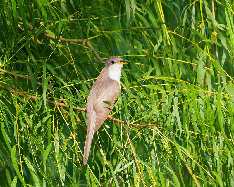 Yellow-billed Cuckoo perched among bright green willow leaves in Oklahoma