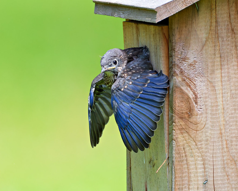 Young bluebird half out of the birdhouse with one wing starting to spread