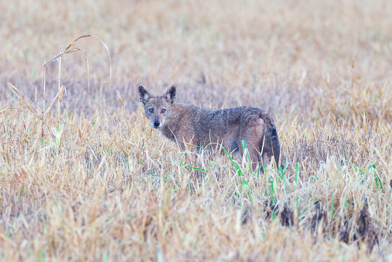 Coyote standing in a field while hunting at Sequoyah National Wildlife Refuge in Oklahoma