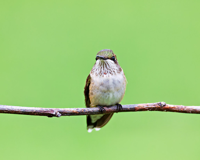 Immature male Ruby-throated Hummingbird with one small red throat feather perched in an Arkansas yard