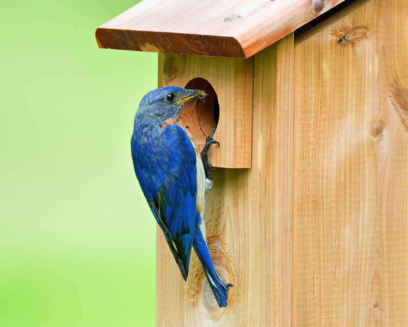 Male Eastern Bluebird holding a spider near a birdhouse in an Arkansas yard