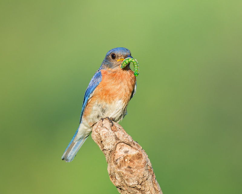 Male Eastern Bluebird perched with a large green caterpillar in its beak in an Arkansas yard