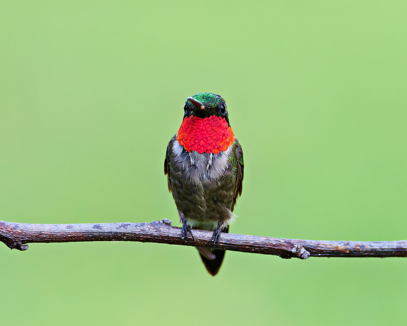 Mature male Ruby-throated Hummingbird with a full red gorget and uneven belly feathers in an Arkansas yard