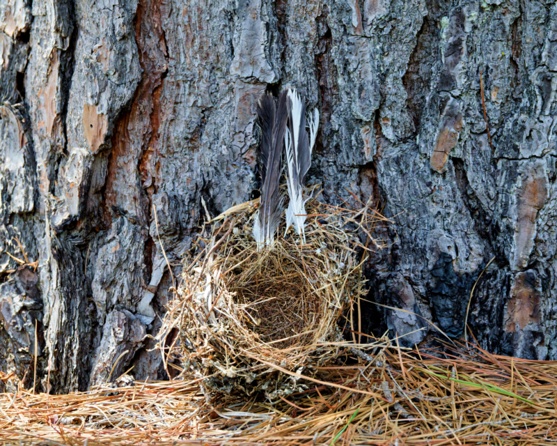 Clump of black-and-white tail feathers lodged inside the cup of a fallen nest