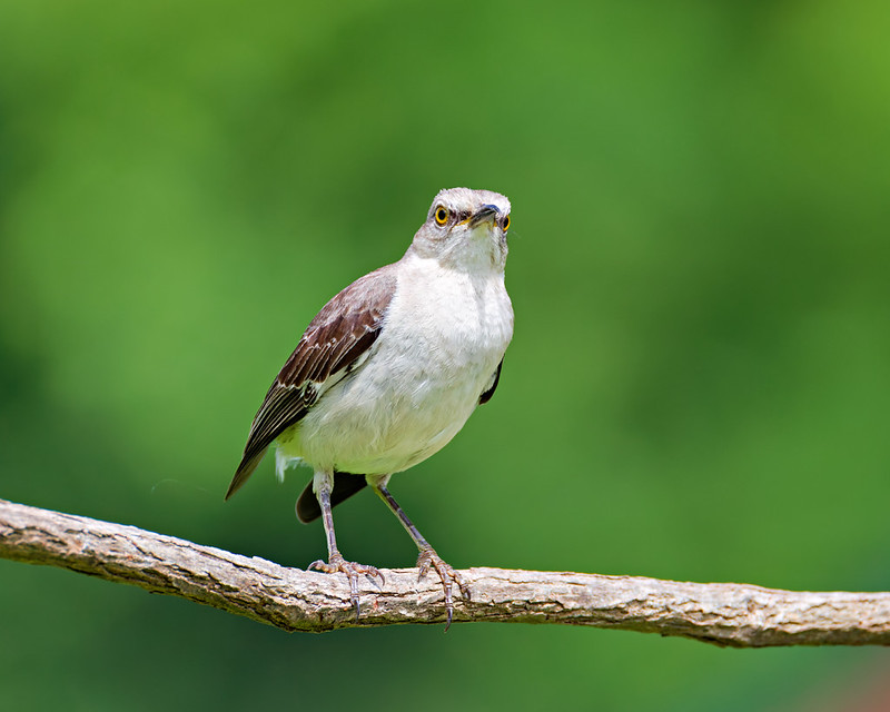 Northern Mockingbird perched on a branch with its familiar long tail feathers missing