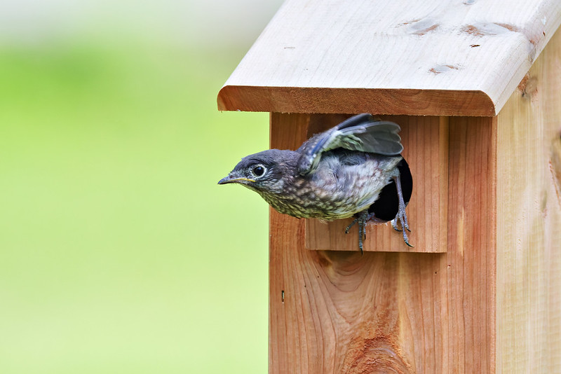 Young Eastern Bluebird leaping from the entrance of a wooden birdhouse in an Arkansas yard.