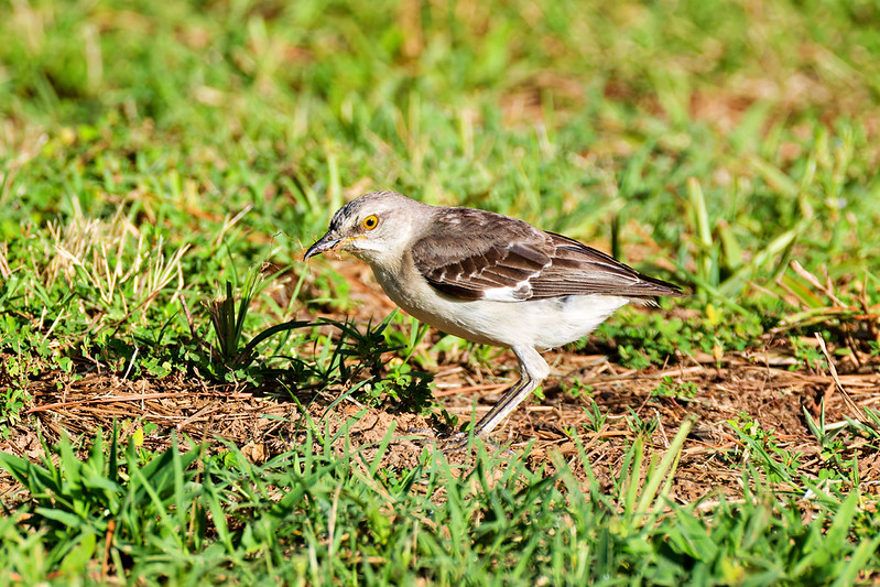 Northern Mockingbird without tail feathers carrying nesting material across an Arkansas yard