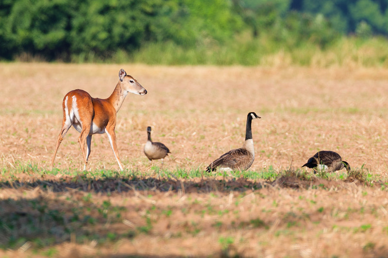 White-tailed Doe walking toward Canada Geese in a field at Sequoyah National Wildlife Refuge.