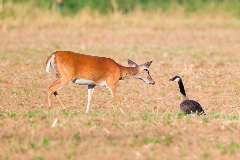 White-tailed Doe standing near a Canada Goose in an Oklahoma field