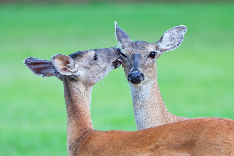 One White-tailed Doe licks near the eye of another doe at Mount Nebo State Park in Arkansas