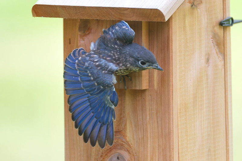 Young Eastern Bluebird spreading its wings as it flies from a wooden birdhouse in an Arkansas yard.