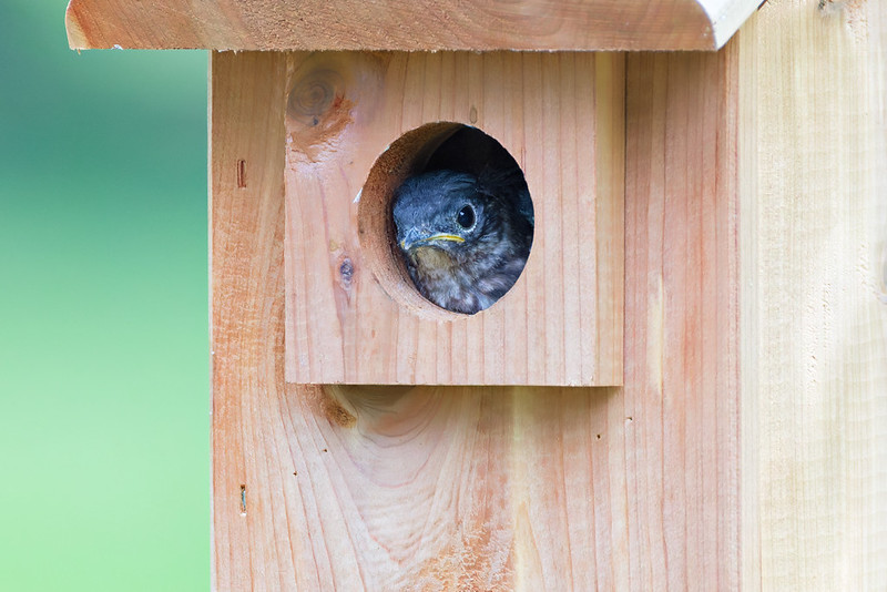 Eastern Bluebird nestling looking from the entrance of a wooden birdhouse in an Arkansas yard.