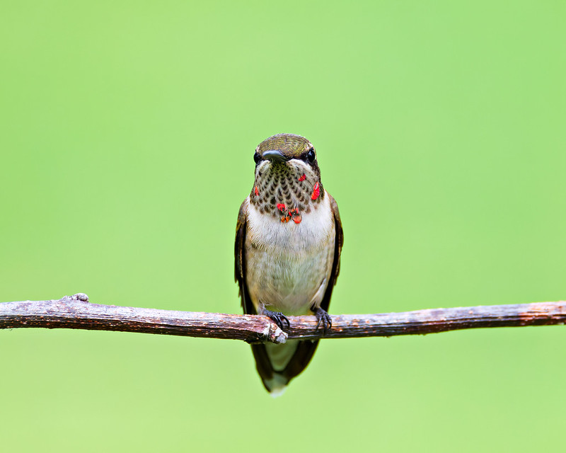 Young male Ruby-throated Hummingbird with scattered red gorget feathers perched on a bare branch