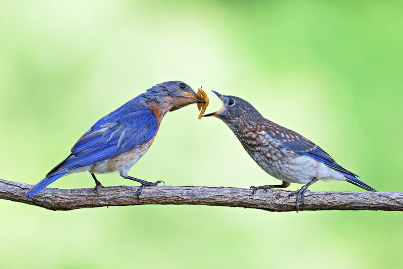 Adult male Eastern Bluebird offering a mealworm to a spotted juvenile on a branch in an Arkansas yard.