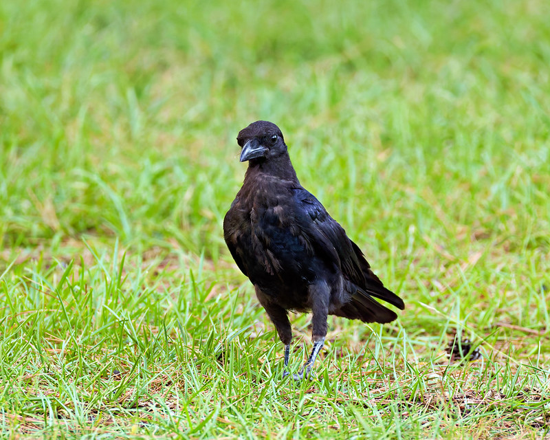 American Crow facing the camera while walking through green grass at Mount Nebo State Park