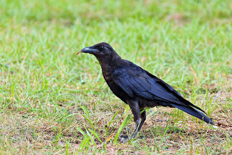 American Crow standing in grass with what appears to be a small caterpillar or larva in its beak