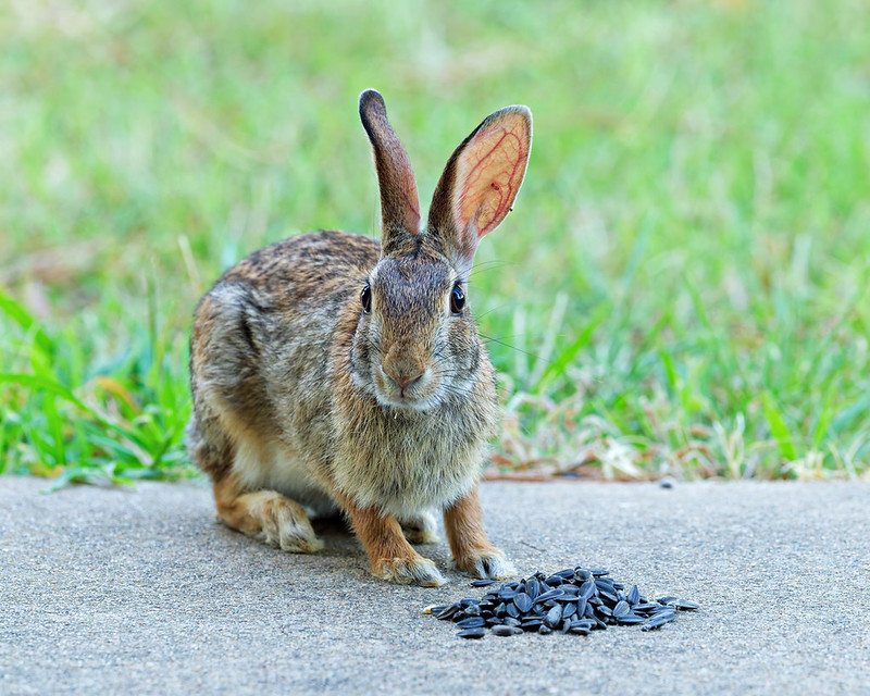 Cottontail rabbit beside a pile of black sunflower seeds on a sidewalk near my deck