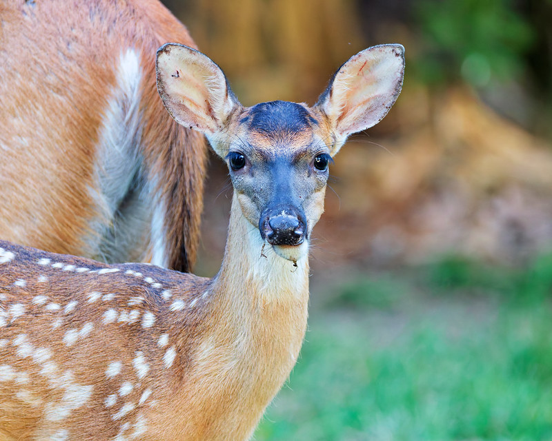 Dark-faced White-tailed Fawn standing near an adult deer at Mount Nebo State Park in Arkansas