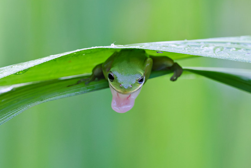 Green Tree Frog extending its tongue beneath a leaf at Sequoyah National Wildlife Refuge