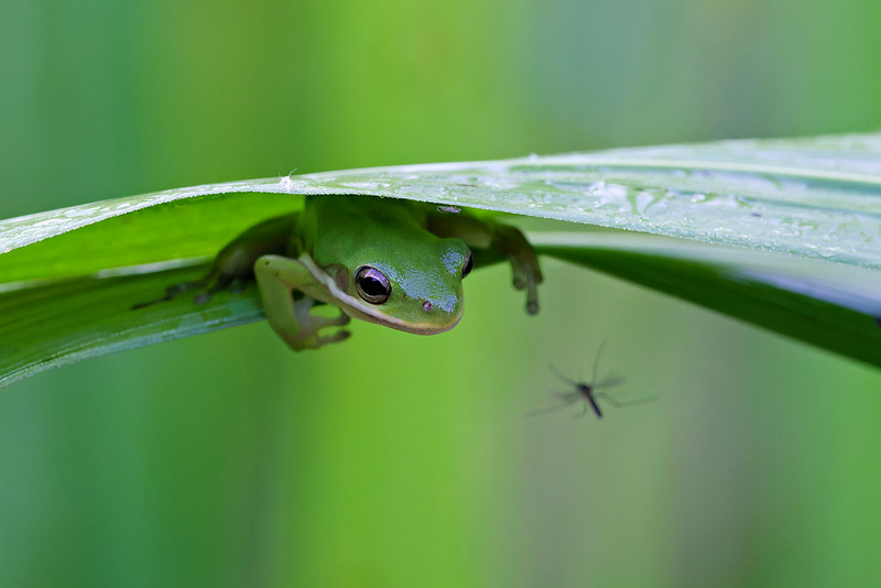 Green Tree Frog watching a mosquito beneath a wet leaf at Sequoyah National Wildlife Refuge