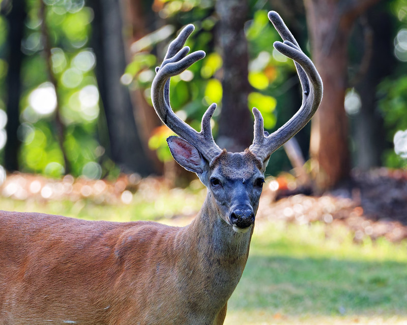 Large White-tailed Buck with velvet-covered antlers stands in dappled light at Mount Nebo State Park