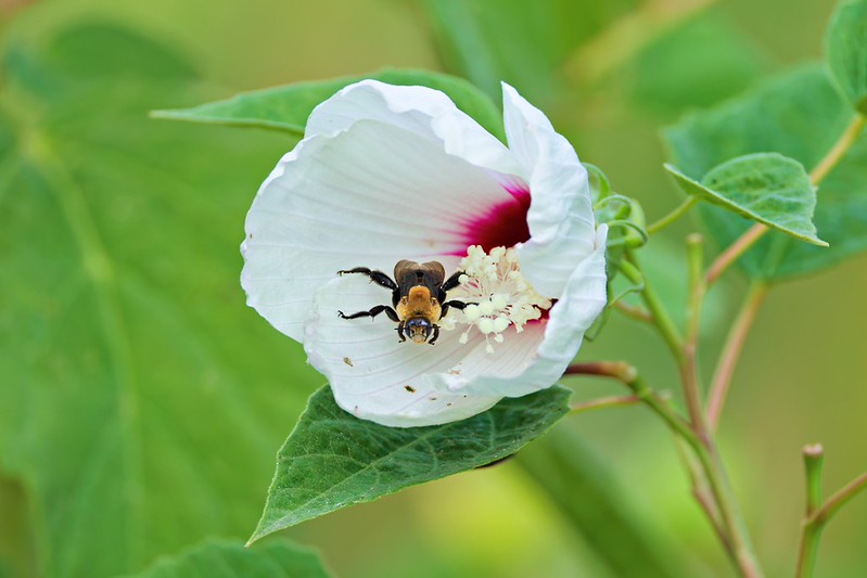 Likely Rose-mallow bee inside a white rose mallow flower with a crimson center at Sequoyah National Wildlife Refuge.