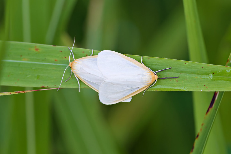 Two Delicate Cycnia moths mating on a green leaf at Sequoyah National Wildlife Refuge in Oklahoma