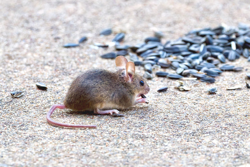 Small brown mouse holding a sunflower seed on a sidewalk beside scattered seeds