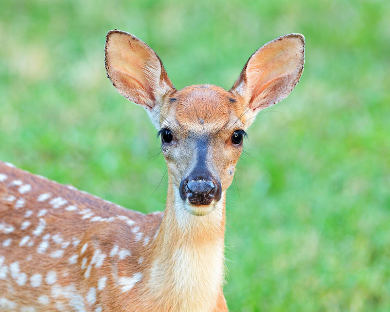 Reddish White-tailed Fawn looking toward the camera at Mount Nebo State Park in Arkansas