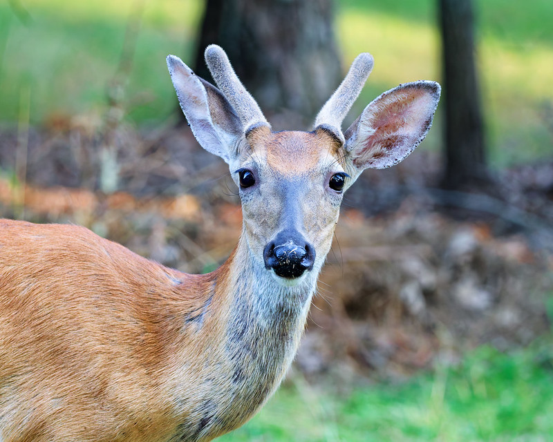 Young White-tailed Buck with short velvet antlers looks toward the camera at Mount Nebo State Park
