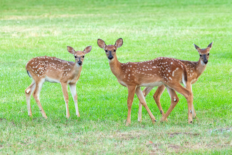Three spotted White-tailed Fawns stand together on grass at Mount Nebo State Park in Arkansas