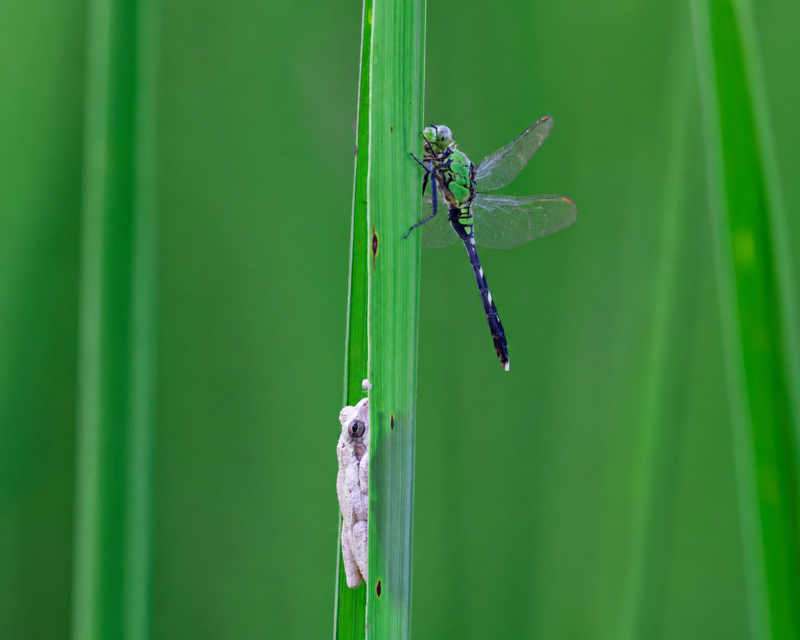 Gray Tree Frog clinging below a dragonfly on a tall green leaf at Sequoyah National Wildlife Refuge in Oklahoma